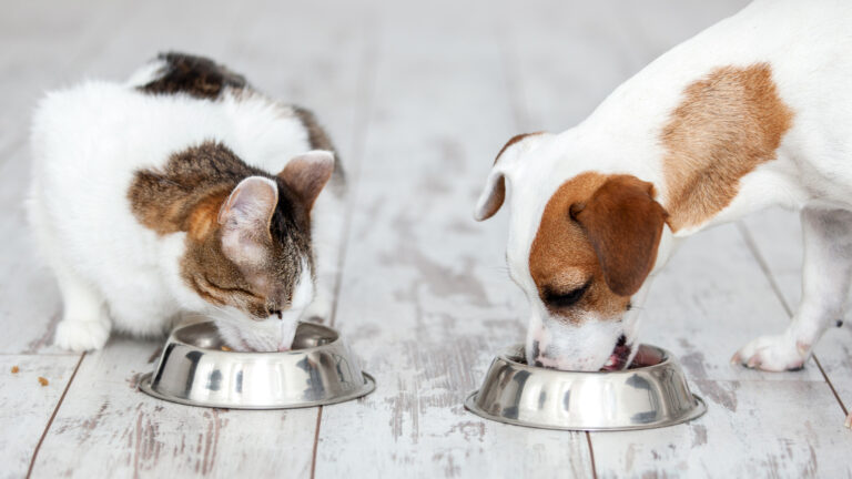 Jak prawidłowo karmić psa i kota