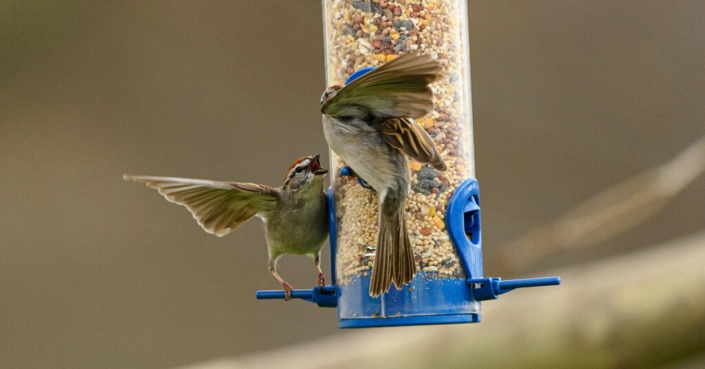 Jak dokarmiać ptaki